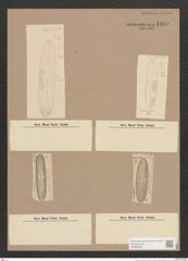 Navicula sp. (de-Toni-Nr.: Genus 1) Zeichnungen Sammlung Grunow Nr. 1485 (NHMW-BOT-W0368500)